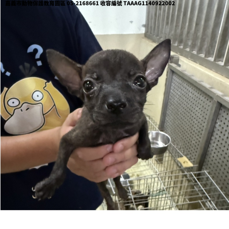 領養小型黑色公犬