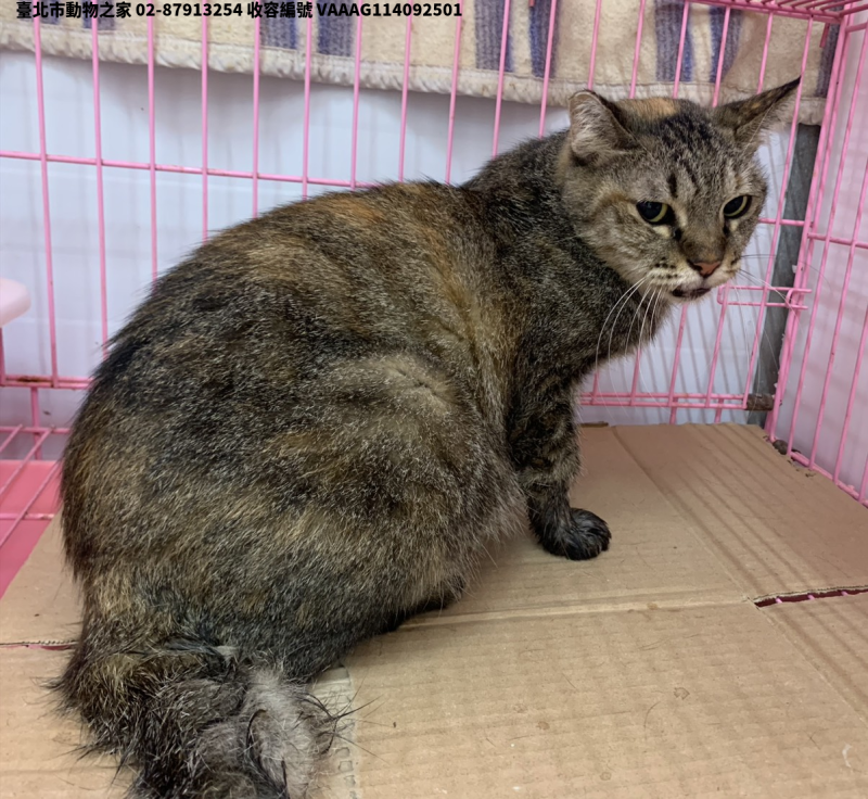 領養小型虎斑色母貓