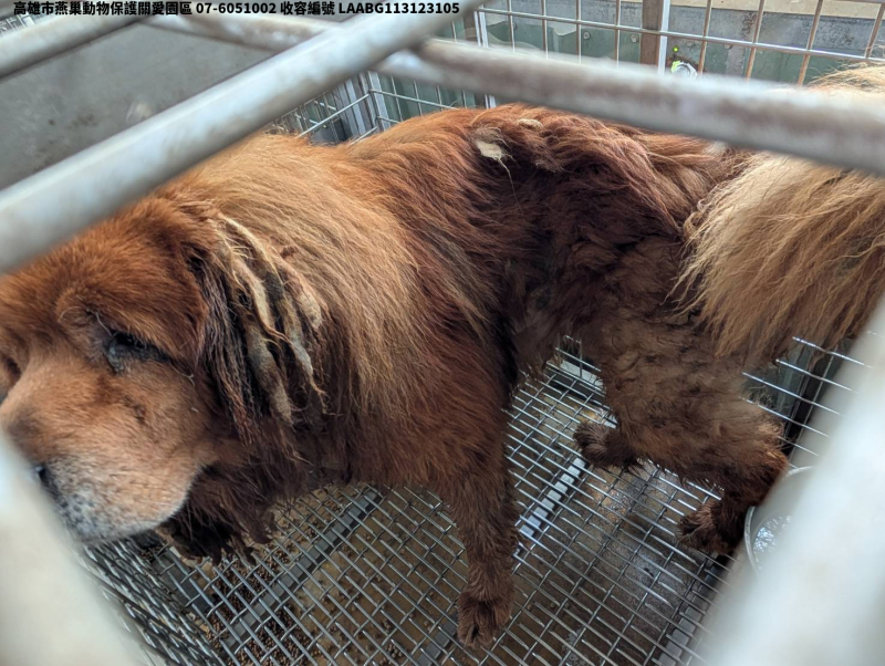 領養大型黃色公犬