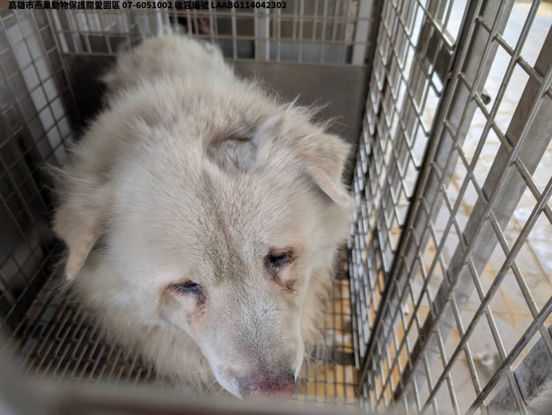 領養大型白色公犬