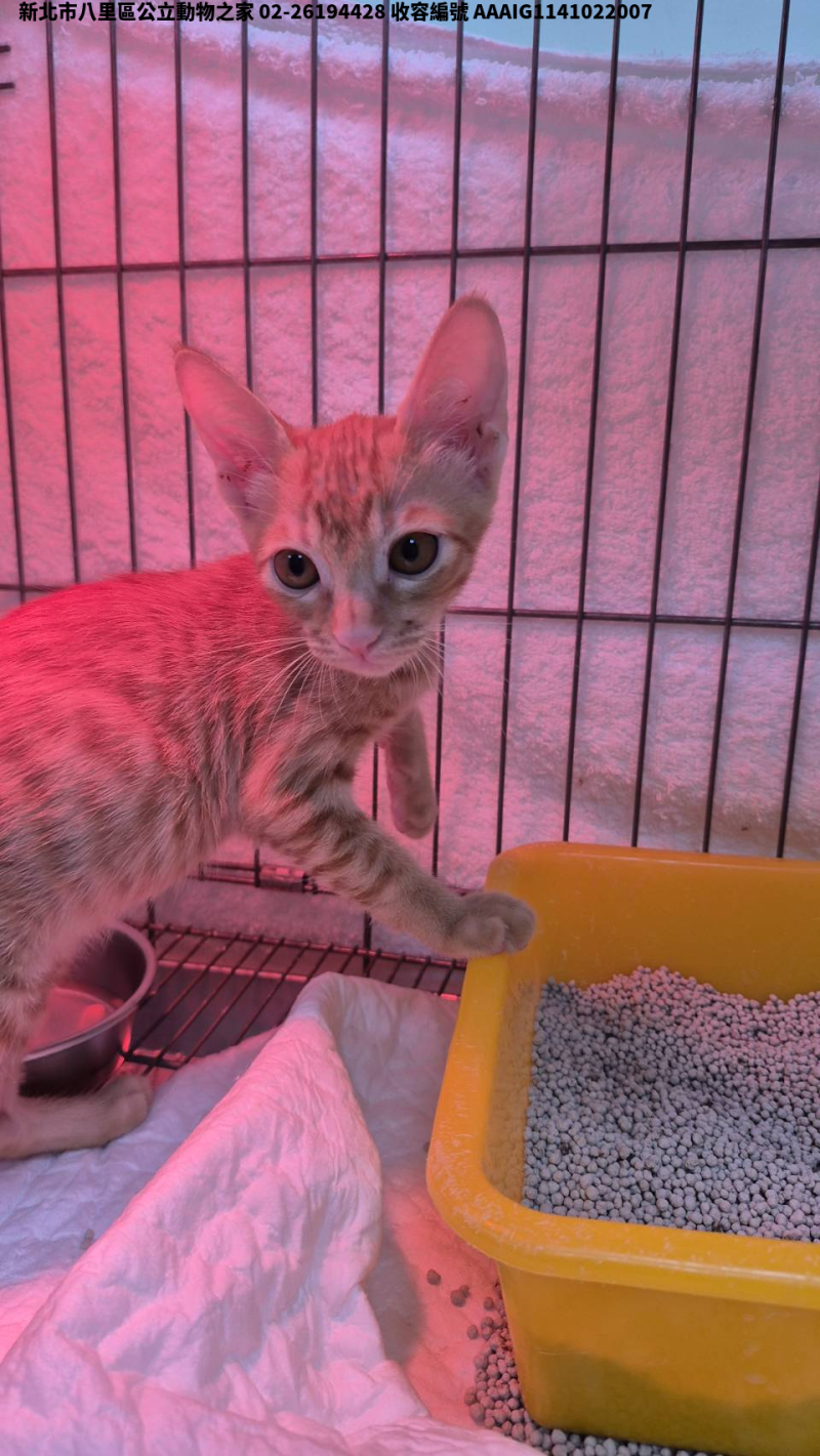 領養小型黃虎斑色公貓