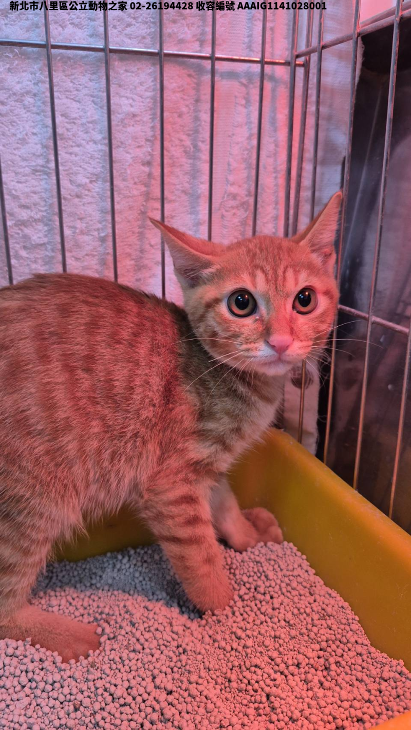 領養小型黃虎斑色公貓