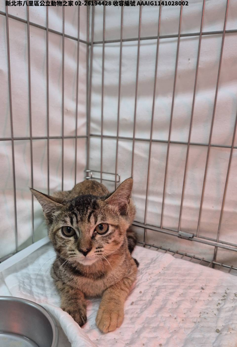 領養小型虎斑色母貓
