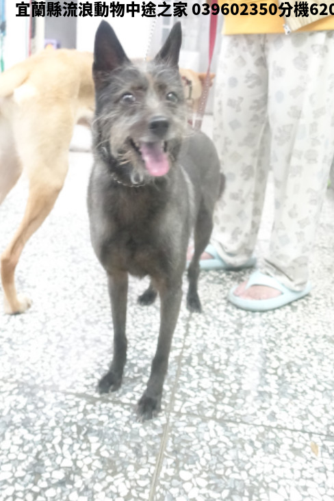 領養大型黑色母犬