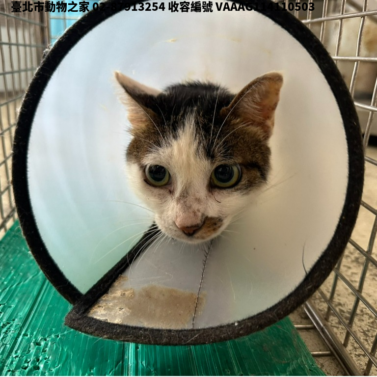 領養小型虎斑白色母貓