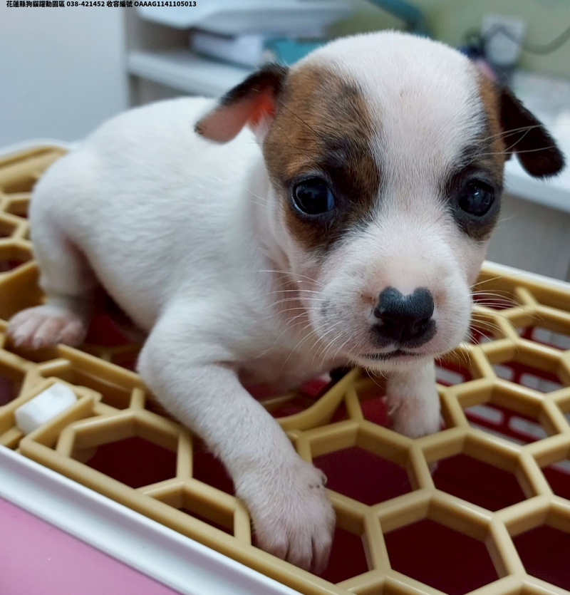 領養中型棕白色母犬
