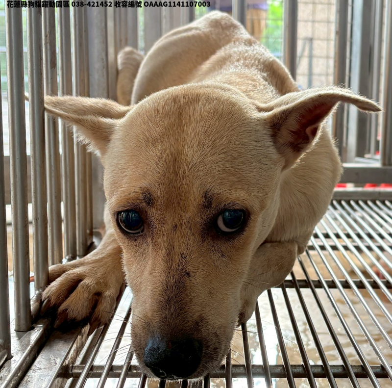 領養中型黃白色母犬