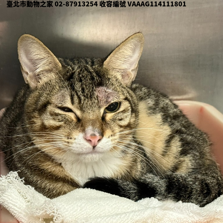 領養小型虎斑色公貓