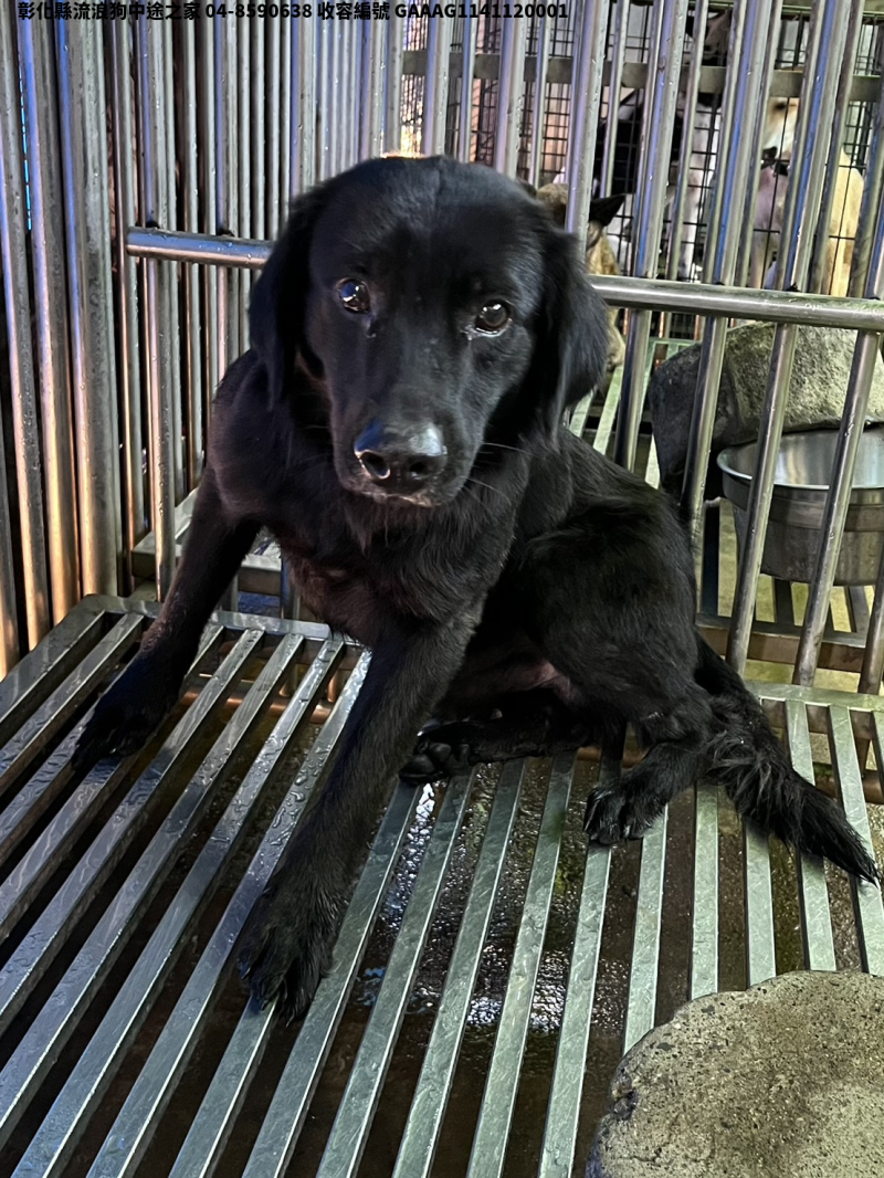 領養中型黑色公犬