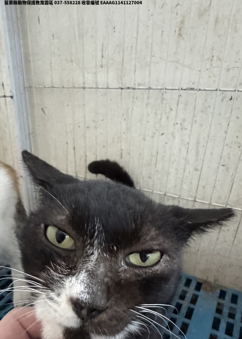 領養大型黑白色公貓