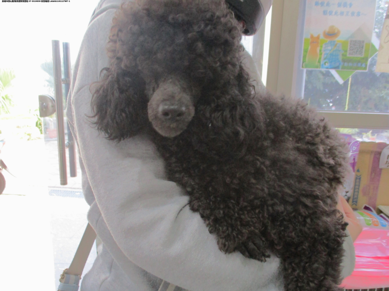 領養小型黑色公犬