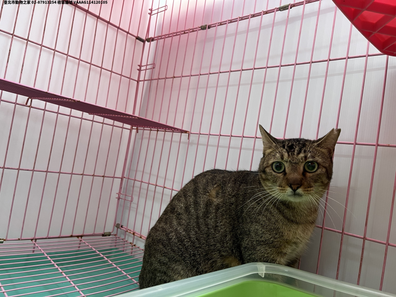 領養中型虎斑色公貓