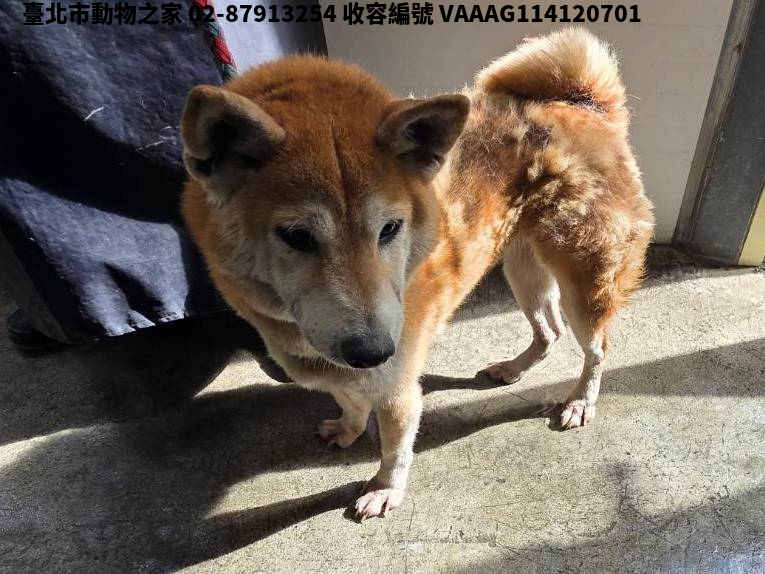 領養中型黃色母犬