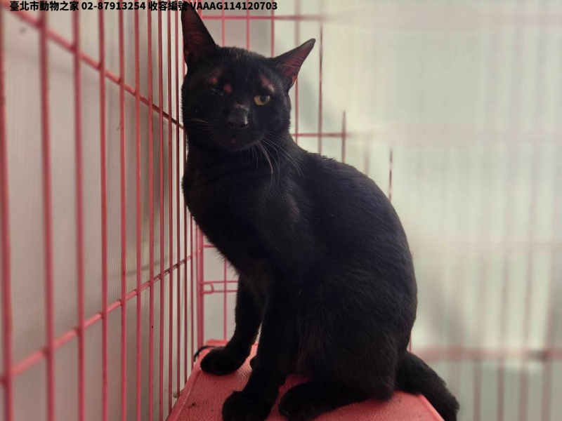 領養中型黑色公貓