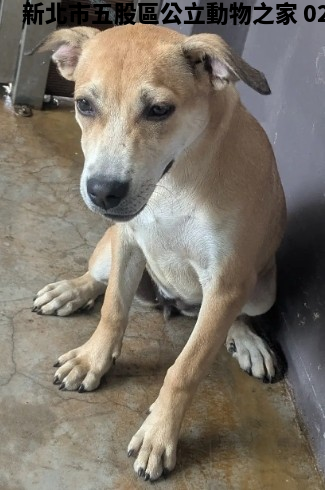 領養中型黃色母犬