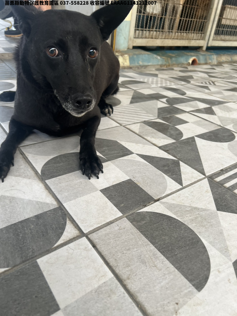 領養大型黑色母犬