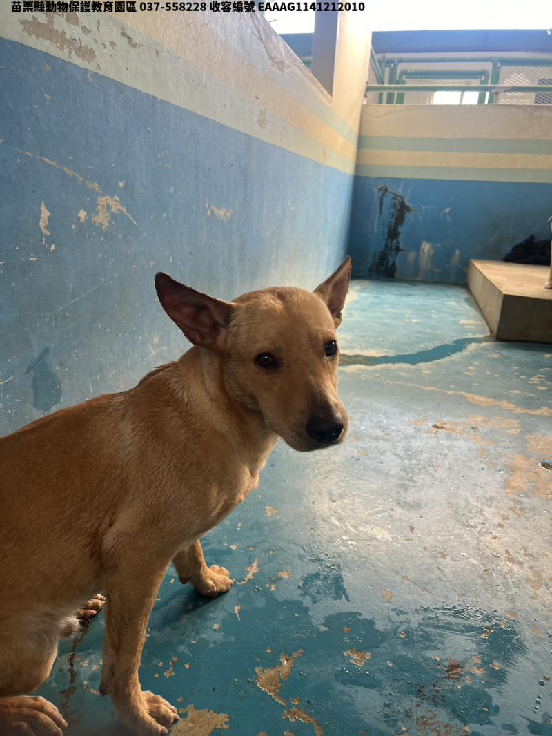 領養大型棕色公犬