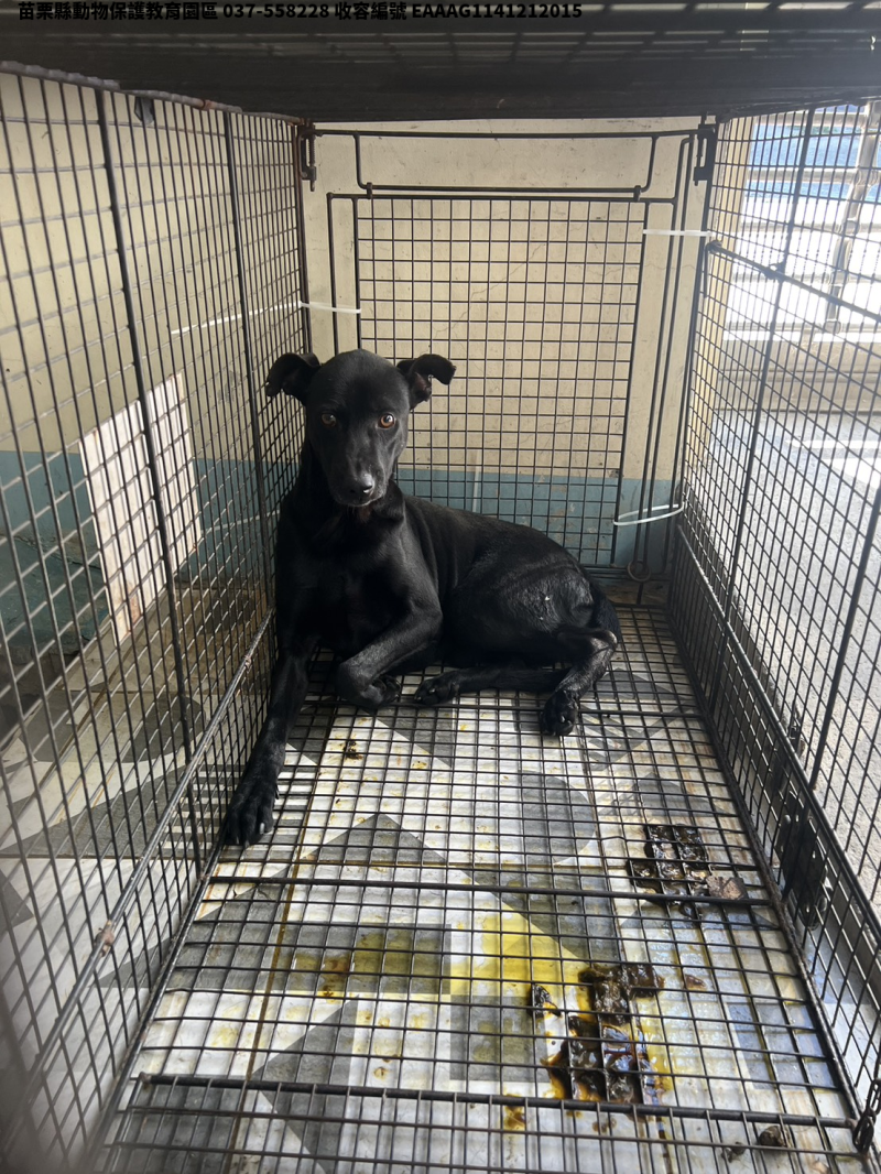 領養大型黑色公犬