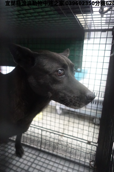 領養大型黑色母犬