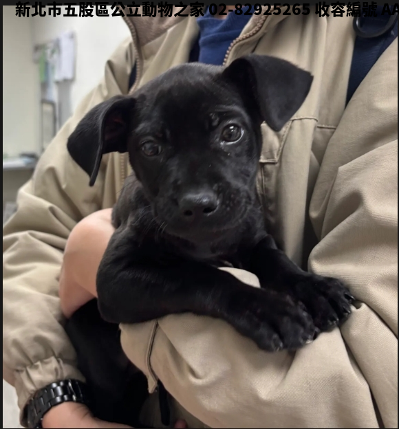 領養中型黑色母犬