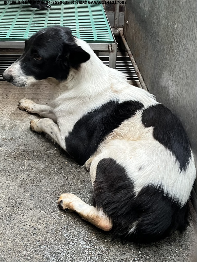 領養中型黑白色母犬