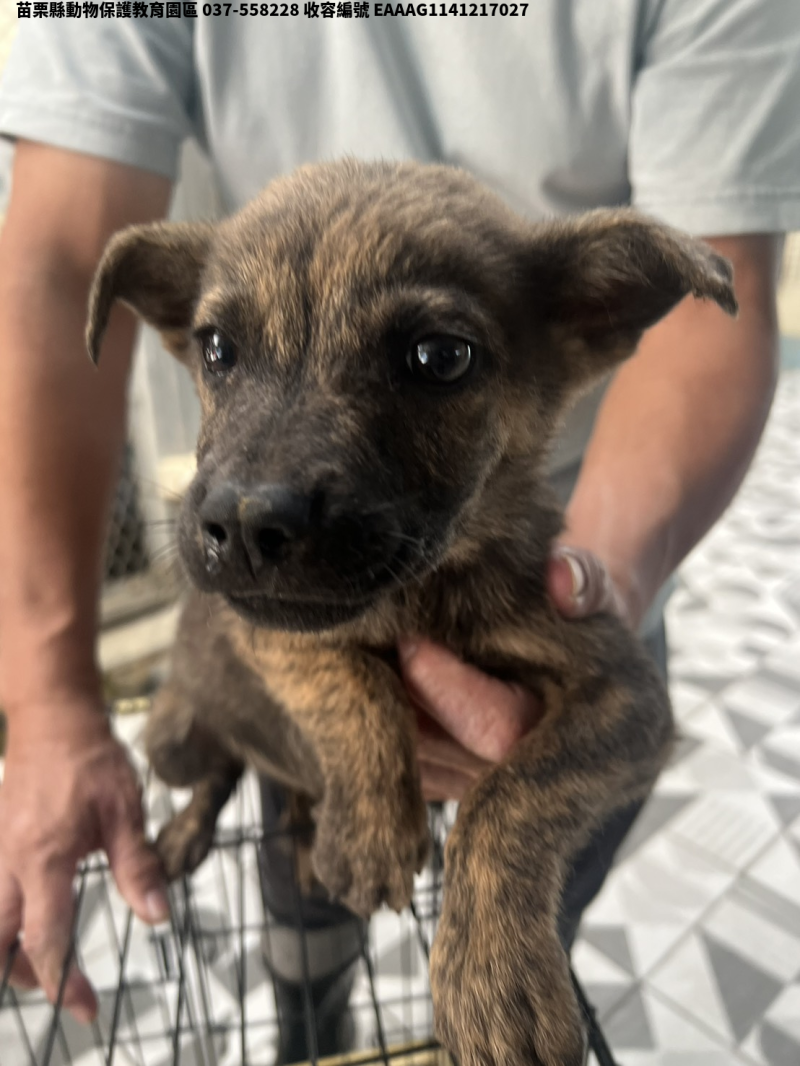 領養小型虎斑色公犬