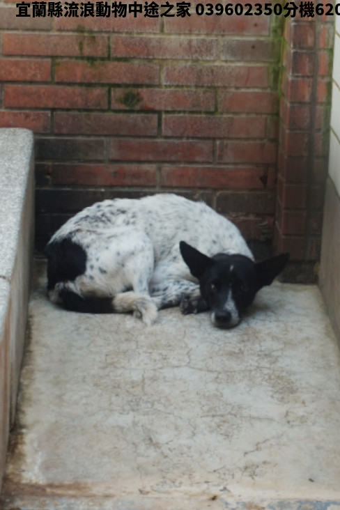 領養大型黑白色母犬