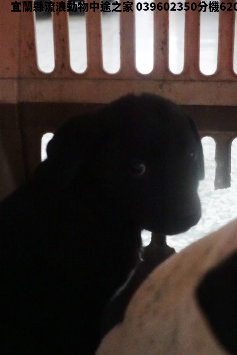 領養中型黑色公犬