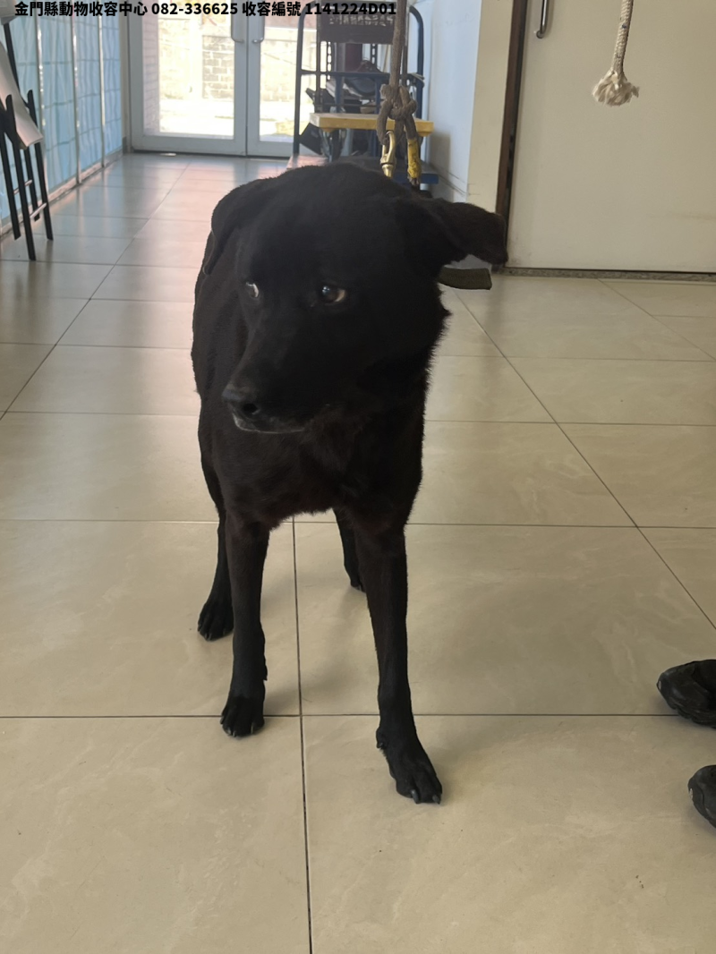 領養中型黑色母犬