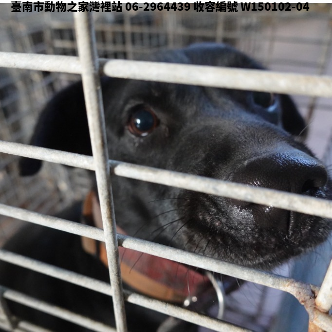 領養中型黑色母犬