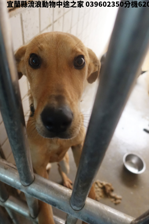 領養大型黃色公犬