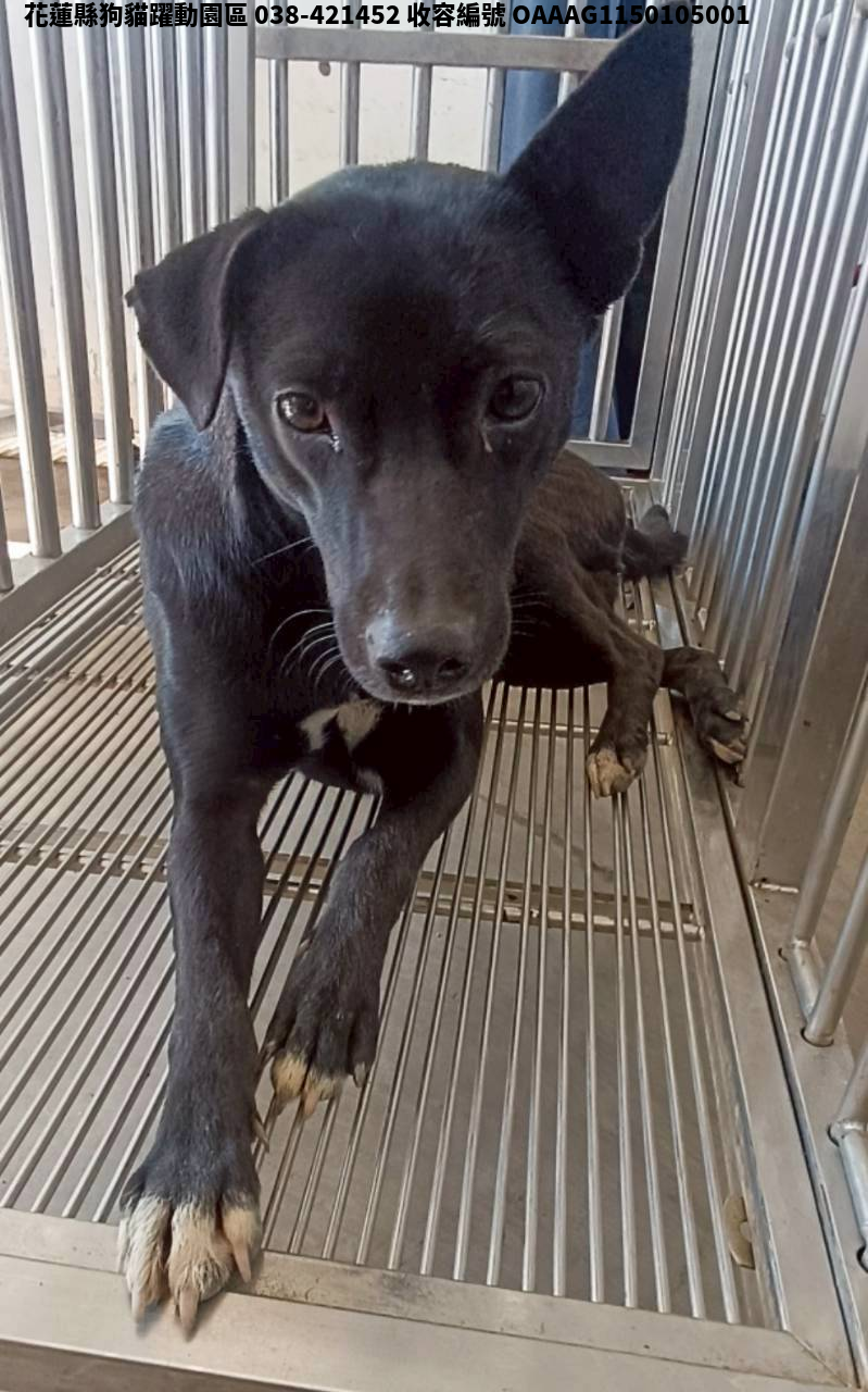 領養中型黑色母犬