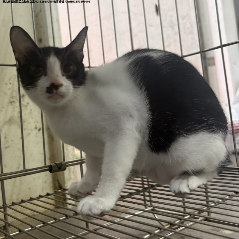 領養中型黑白色母貓