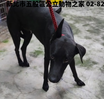 領養中型黑色公犬