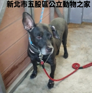 領養中型黑色公犬
