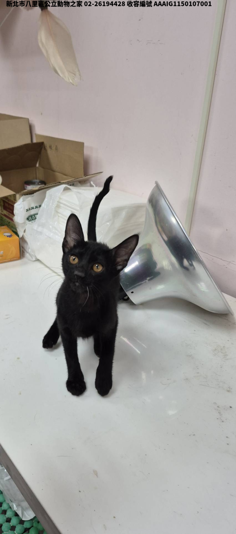 領養小型黑色母貓