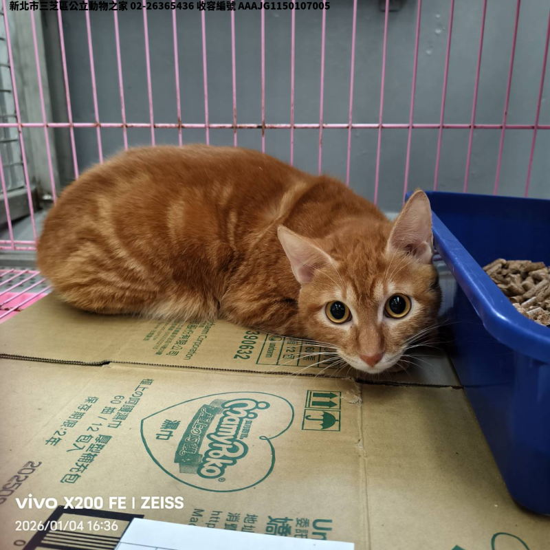 領養中型黃虎斑色公貓