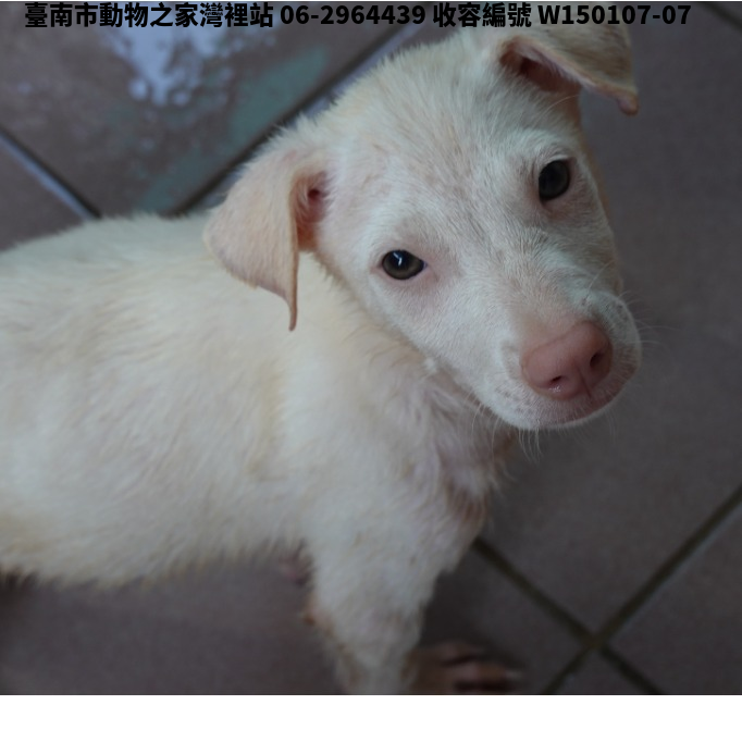 領養小型白色公犬