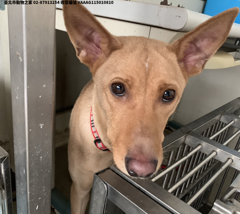 領養中型黃色母犬