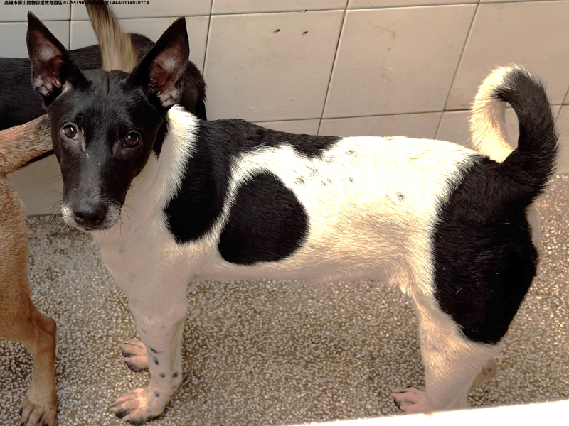 領養中型花色公犬