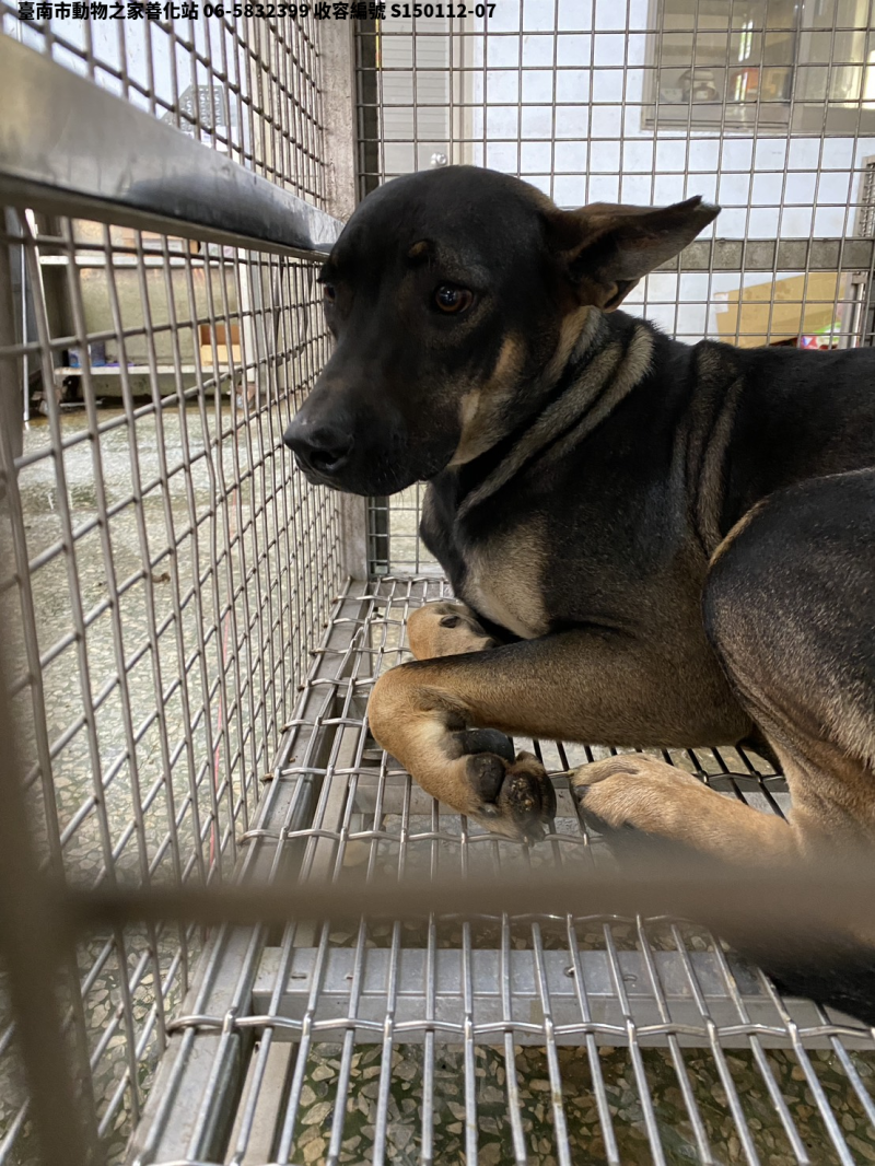 領養中型黑黃色公犬