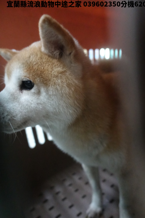 領養中型黃色公犬