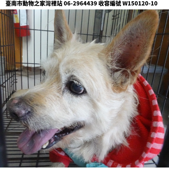 領養中型白色公犬