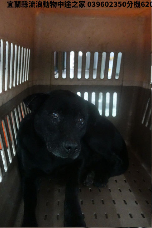 領養大型黑色公犬