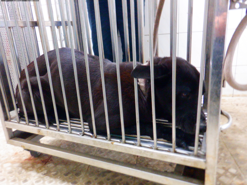 領養中型黑色公犬