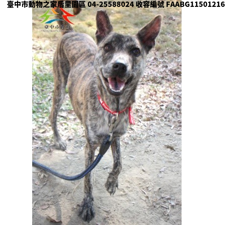 領養大型虎斑色母犬