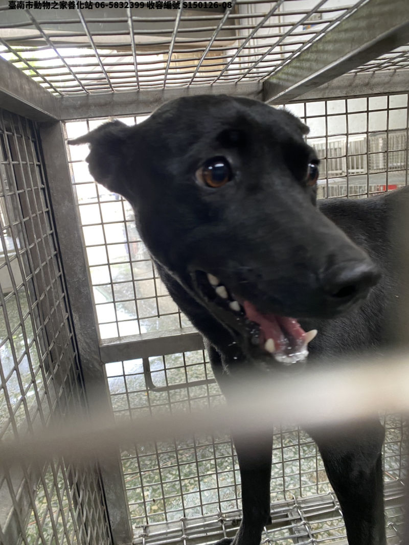 領養中型黑色母犬