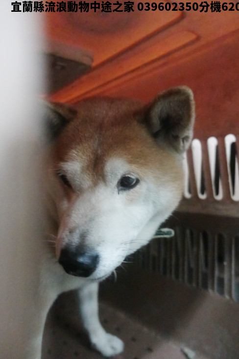 領養大型黃白色公犬