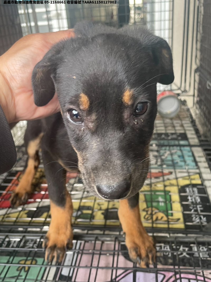 領養小型黑黃色母犬