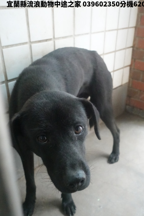 領養大型黑色母犬